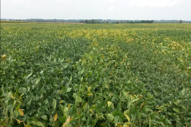 Soybean field at Chillicothe site. Photo by Joshua Vonk A wide view of a soybean field under a cloudy sky, with some yellowing patches interspersed among the green foliage
