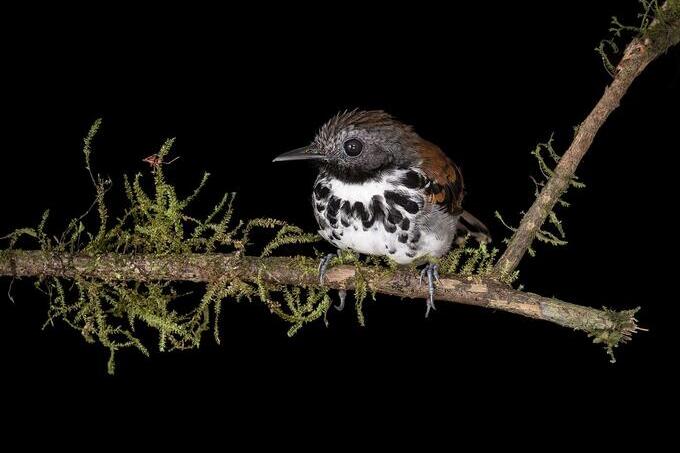 Spotted antbird. Credit: John Whitelaw. A small white, black, brown, and gray bird sits on a mossy branch against a black background.